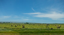 Making hay on the flat lands.