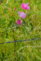 Evening drive through Sowbelly Canyon.