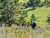 Photographing wild flowers.