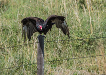 Ringold Seneca Rd:  from a distance thought I saw hawks, but when I got close, they were these turkey buzzards.