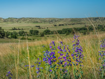 Photographing wild flowers.