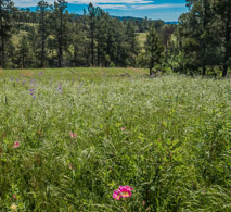 Photographing wild flowers.