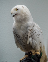 Snowy owl in a raptor recovery center supported by Walter and Suzanne Scott Foundation (Omaha).