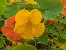 8/29/16, Petersburg, AK: Short rainy walk into town past statues and flowers.  Petersburg is on Mikof Island.