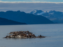 9/1/16, heading down Glacier Bay. : Lots of sea lions and birds on islands in the bay.