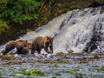 She shares with her cubs, and eventually with the gulls.