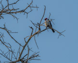 Peruvian Amazon Region, red-capped cardinal.