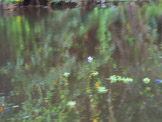 Peruvian Amazon Region, blossom over reflections