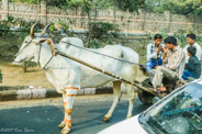 Delhi: Buffalo provide transportation and help with moving things.  No idea what the leg decorations mean.