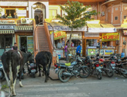 Jaipur: I waited a bit to see if the cow would climb the stairs, but she didn't oblige me.