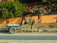Jaipur to Ranthambhore: We've seen a few camels, not rare here.