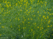 Jaipur to Ranthambhore: many fields of mustard!  When that is harvested, a crop of wheat is planted.