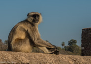 Ranthambhore fort walkabout.  Posing for a graduation photo?