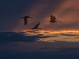 Composite photo of sky and birds.