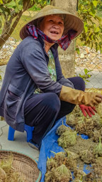 Hmm, I was told what that plant is, but I've forgotten.