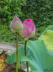gorgeous bud, and ...