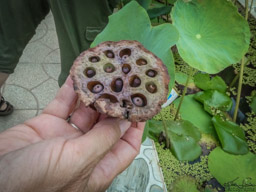 interesting seed pod.