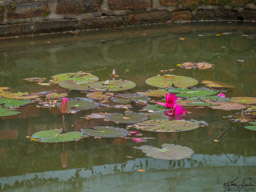 Peaceful scene.  I seem to have missed getting a photo of the temple itself.