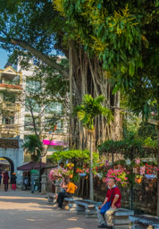 Occasionally I saw these beautiful old Banyan trees.