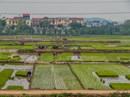 Rice planters arrived on scooters and bicycles.