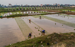 Apparently it is planted in standing water.