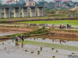 Planting rice.