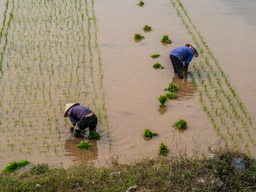 Planting rice.
