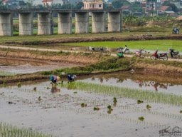 Planting rice.