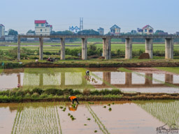 Planting rice.