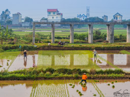 Planting rice.