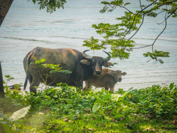 We were stopped in the bus and saw some water buffalo.  This mama charged (slowly) one of our members who got too close, but she got on the bus quickly.