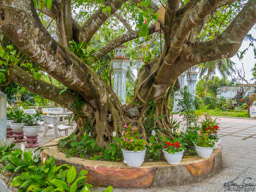 Babies have been left under this tree for the orphanage to find and care for.