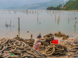 Her job is to brush the oysters off the bike tires.  Or maybe the oysters are already gone to the clean water step and she is scraping off the shells.  I don't know.