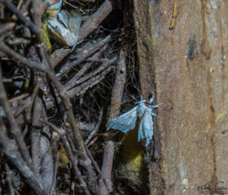Moth of the silkworm.   Rather ghostly, I think.