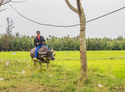 Guess you can ride the water buffalo, too.