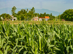 Just a corn field with some nice houses nearby.