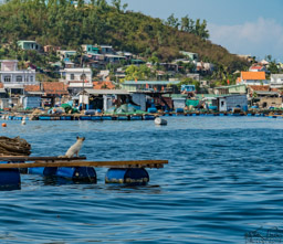 A dog's eye view of the village, part floating and part built up the island.