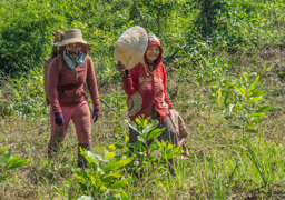 These women at the bridge were, we think, collecting ginger root.