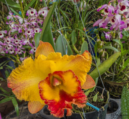 Orchids everywhere.