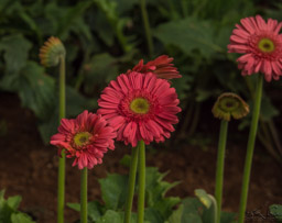 From deep pink to...
