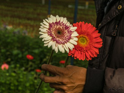 orange, and white with rose center.
