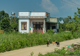 The other huge crop near Dalat is coffee.  Our road trip goes next to a weasel coffee farm (look it up).
