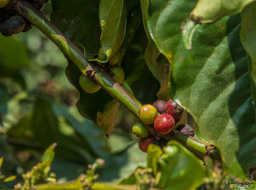 Coffee beans.  The weasels eat the red coffee berries.