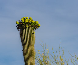 Some dead blossoms and many buds, none out this evening.