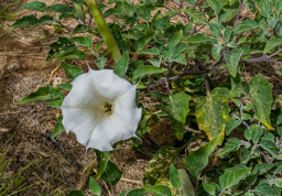 Beautiful white trumpet, not sure of the flower name.