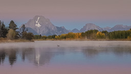 Better photo of the goose :).  Impressionist painting.