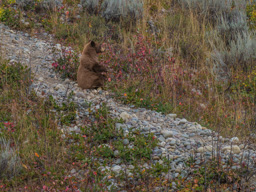Looking all over for berries.