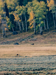 Early next morning in Lamar Valley, wolves!