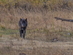 Photos are all a bit grainy and noisy at this distance, but clearly a wolf.
