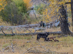 Locates the carcass:  am I alone?